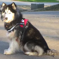 Wooly Prince, a male Siberian Husky for sale in Denver, NC – Photo 3 of 9