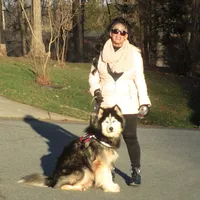 Wooly Prince, a male Siberian Husky for sale in Denver, NC – Photo 4 of 9