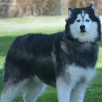 Wooly Prince, a male Siberian Husky for sale in Denver, NC – Photo 2 of 9