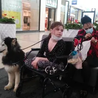 Wooly Prince, a male Siberian Husky for sale in Denver, NC – Photo 6 of 9