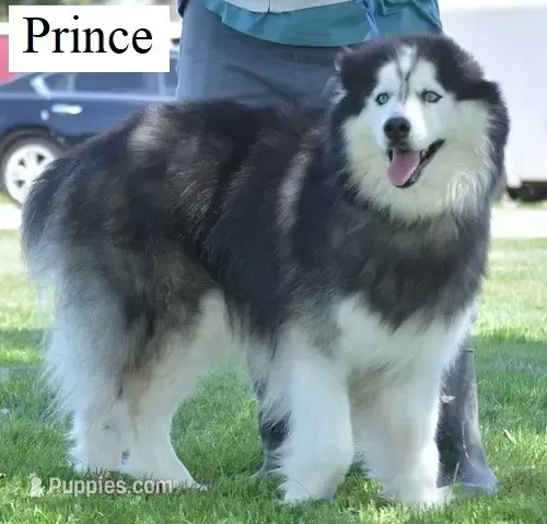 Wooly Prince