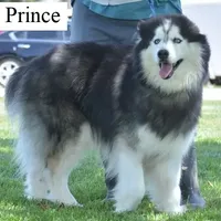 Wooly Prince, a male Siberian Husky for sale in Denver, NC – Photo 1 of 9