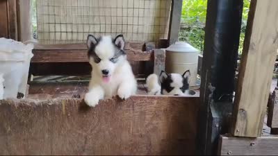 Wooly Piebald, a male Siberian Husky for sale in Denver, NC – 3 of 3