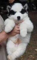 Wooly Piebald, a male Siberian Husky for sale in Denver, NC – 4 of 6