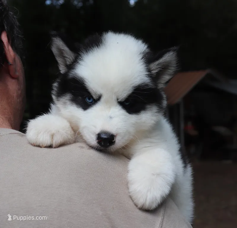 Wooly Piebald – Siberian Husky puppy for sale in Denver, NC