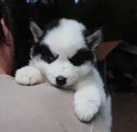 Wooly Piebald, a male Siberian Husky for sale in Denver, NC – 1 of 6