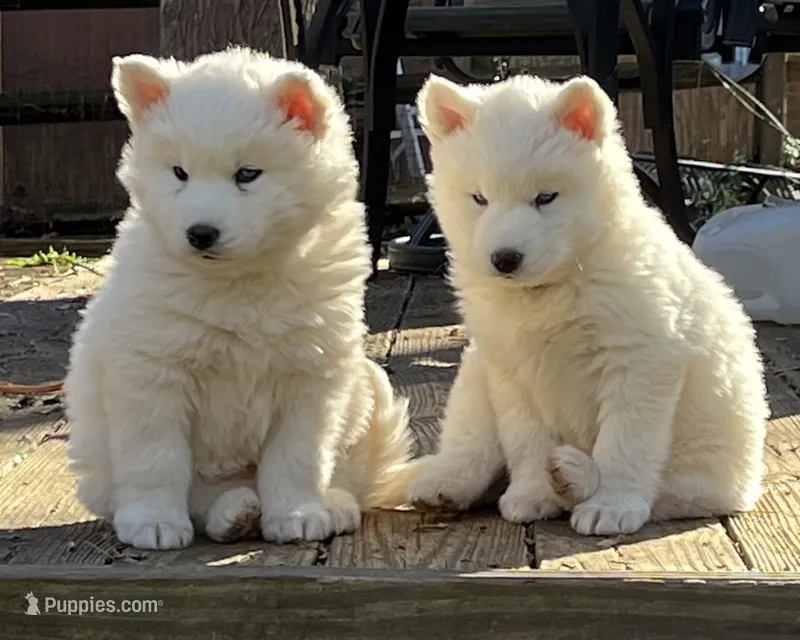 Wooly White Boy – Siberian Husky puppy for sale in Denver, NC
