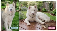Wooly Whitie, a male Siberian Husky for sale in Denver, NC – 6 of 6