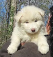 Wooly White Boy, a male Siberian Husky for sale in Denver, NC – Photo 2 of 9