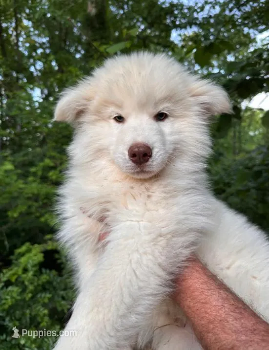 Wooly White Boy – Siberian Husky puppy for sale in Denver, NC