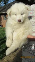 Wooly White Boy, a male Siberian Husky for sale in Denver, NC – Photo 6 of 9