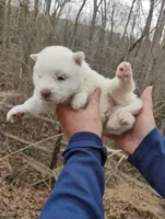 Wooly White Boy, a male Siberian Husky for sale in Denver, NC – Photo 7 of 9