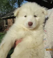 Wooly White Boy, a male Siberian Husky for sale in Denver, NC – Photo 5 of 9