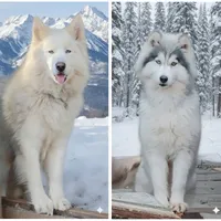 Wooly White Boy, a male Siberian Husky for sale in Denver, NC – Photo 9 of 9