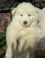 Wooly White Boy, a male Siberian Husky for sale in Denver, NC – Photo 4 of 9