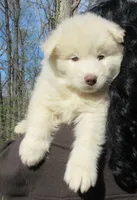 Wooly White Boy, a male Siberian Husky for sale in Denver, NC – Photo 3 of 9