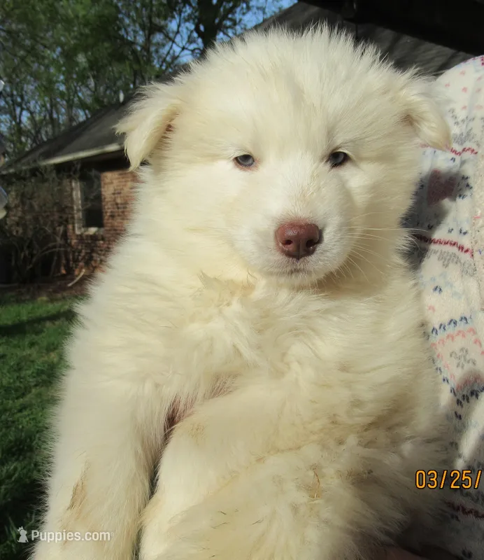 Wooly White Boy – Siberian Husky puppy for sale in Denver, NC