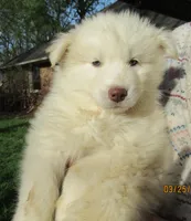 Wooly White Boy, a male Siberian Husky for sale in Denver, NC – Photo 1 of 9