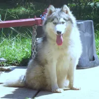Wooly White Boy, a male Siberian Husky for sale in Denver, NC – Photo 7 of 9