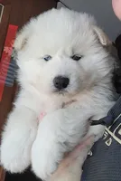 processed/9cc72095-0d2f-4321-a50d-edf4b9b0ec05/listing/c280e2d1-7162-4ff1-bba9-4090c9ba4621/c6a7e101-b208-4bea-9e4c-f78e28710d5b