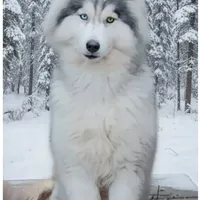 Wooly White Boy, a male Siberian Husky for sale in Denver, NC – Photo 8 of 9