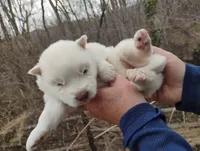 Wooly White Boy, a male Siberian Husky for sale in Denver, NC – Photo 5 of 9