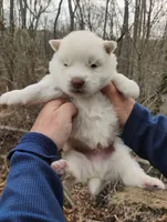 Wooly White Boy, a male Siberian Husky for sale in Denver, NC – Photo 9 of 9