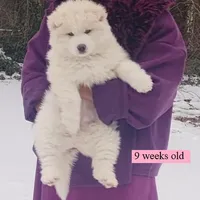 Wooly Whitie, a  Siberian Husky for sale in Denver, NC – Photo 5 of 5