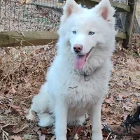 Wooly Whitie, a  Siberian Husky for sale in Denver, NC – Photo 2 of 5
