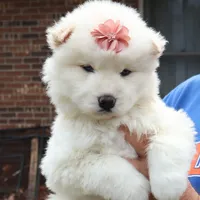 Wooly Whitie, a  Siberian Husky for sale in Denver, NC – Photo 1 of 5