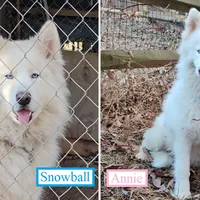 Wooly Whitie, a  Siberian Husky for sale in Denver, NC – Photo 4 of 5