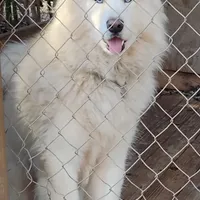 Wooly Whitie, a  Siberian Husky for sale in Denver, NC – Photo 3 of 5