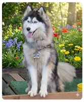 Wooly Leo, a male Siberian Husky for sale in Denver, NC – 3 of 5
