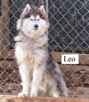 Wooly Leo, a male Siberian Husky for sale in Denver, NC – 4 of 5