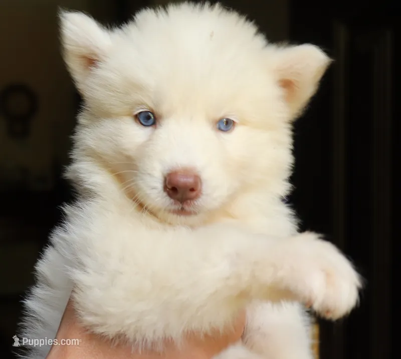 Wooly Whitie Girl – Siberian Husky puppy for sale in Denver, NC