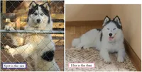 Wooly Piebald, a male Siberian Husky for sale in Denver, NC – 2 of 3