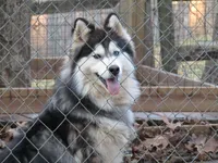 Wooly Leo, a male Siberian Husky for sale in Denver, NC – 5 of 5