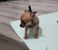 Itty-bitty , a female Chihuahua and Papillon for sale in Red Springs, NC – 2 of 6