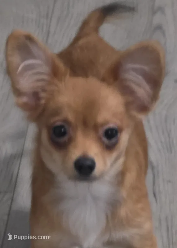 Berry  – Chihuahua, Papillon puppy for sale in Red Springs, NC