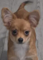 Berry , a female Chihuahua and Papillon for sale in Red Springs, NC – 1 of 7