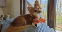 Berry , a female Chihuahua and Papillon for sale in Red Springs, NC – 4 of 6