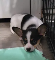 Spot, a male Chihuahua and Papillon for sale in Red Springs, NC – 2 of 5
