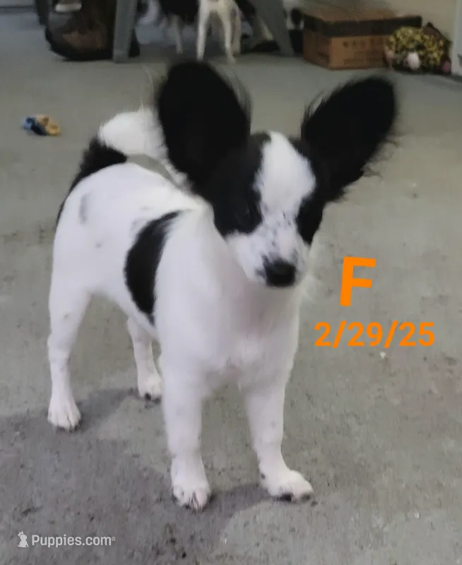 Stella – Papillon puppy on hold in Red Springs, NC