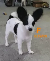 Stella, a female Papillon for sale in Red Springs, NC – 1 of 1