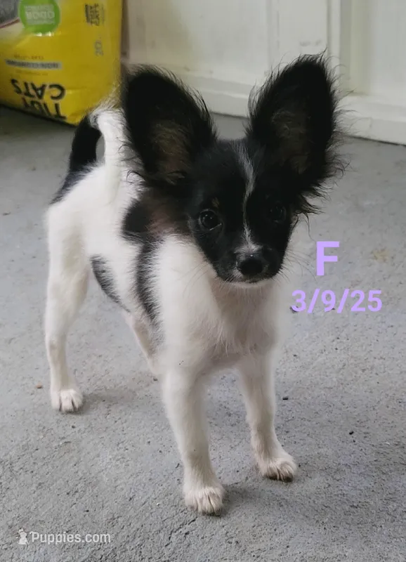 Saddie – Papillon puppy for sale in Red Springs, NC