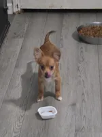 Berry , a female Chihuahua and Papillon for sale in Red Springs, NC – 2 of 7
