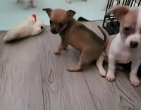Itty-bitty , a female Chihuahua and Papillon for sale in Red Springs, NC – 3 of 6