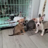 Itty-bitty , a female Chihuahua and Papillon for sale in Red Springs, NC – 6 of 6