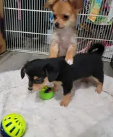 Berry , a female Chihuahua and Papillon for sale in Red Springs, NC – 2 of 6