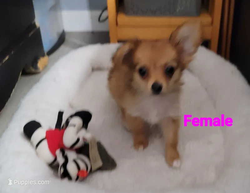 Berry  – Chihuahua, Papillon puppy for sale in Red Springs, NC